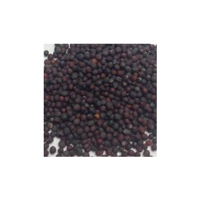 The Dirty Gardener Heirloom Florida Broadleaf Mustard Seeds, 1 Pound