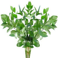 Fresh Cut Israeli Ruscus, Pack of 100 by InBloom Group