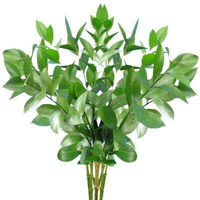 Fresh Cut Israeli Ruscus, Pack of 100 by InBloom Group