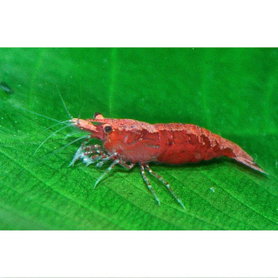 Cherry Shrimp, 0.5