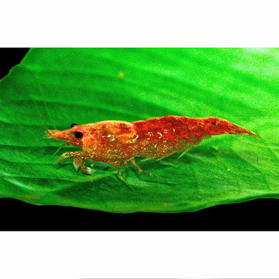Orange Bee Shrimp, 0.5