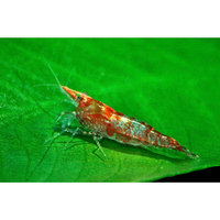 Red & White Shrimp, 0.5
