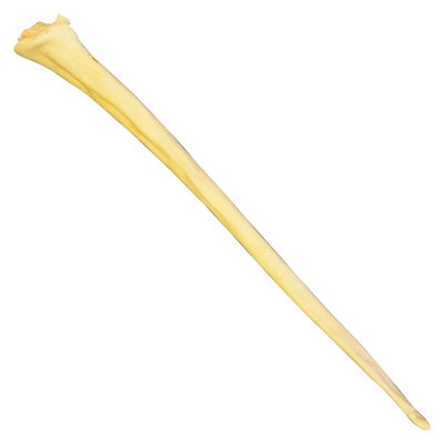 QT Dog 3604 Steer Jerky 24 Beef Tail
