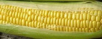 The Dirty Gardener Hybrid Bodacious Sweet Corn, 1 Pound