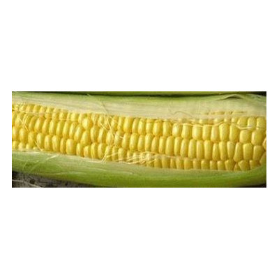 The Dirty Gardener Hybrid Bodacious Sweet Corn, 1 Pound