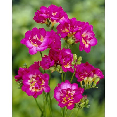 Van Zyverden Freesias Purple Rain Bulbs (Set of 25)