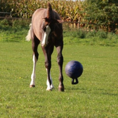 Horsemen's Pride Jolly Ball