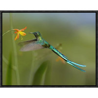 Global Gallery Long-Tailed Sylph Feeding on Flower Nectar, Jurong Bird Park, Singapore by Tim Fitzharris Framed Photographic Print on Canvas