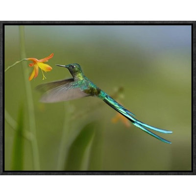 Global Gallery Long-Tailed Sylph Feeding on Flower Nectar, Jurong Bird Park, Singapore by Tim Fitzharris Framed Photographic Print on Canvas