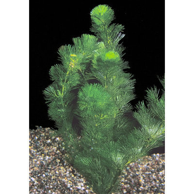 Petsmart Green Cabomba