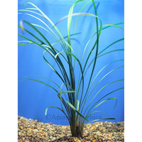 Petsmart Green Mondo Grass