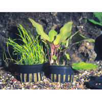 Petsmart Potted Plant, Multi-Color