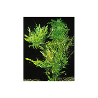 Petsmart Water Wisteria size: 8 in, Green