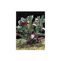 Petsmart Red Ludwigia, Red & Green