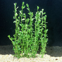 Petsmart Moneywort, Green