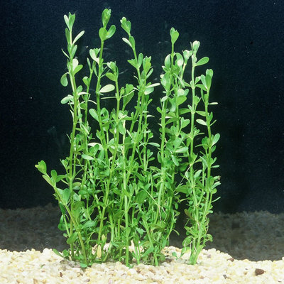 Petsmart Moneywort, Green