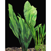 Petsmart Amazon Sword, Green