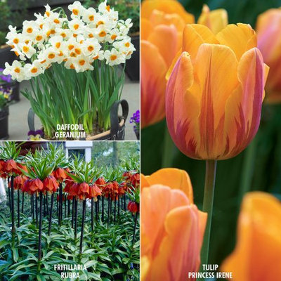 Color Your Garden Collection Set of 29 Bulbs - Orange - Van Zyverden
