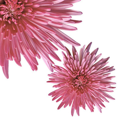 Natural Fresh Flowers - Pink Spider Mums, 50 Stems