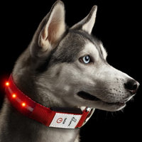 JuzPetz Rechargeable LED Dog Collar Red - Medium