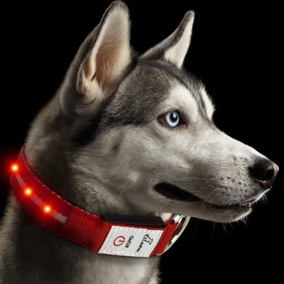 JuzPetz Rechargeable LED Dog Collar Red - Medium
