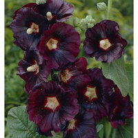 Van Zyverden Hollyhocks Nigra Roots (Pack of 5)