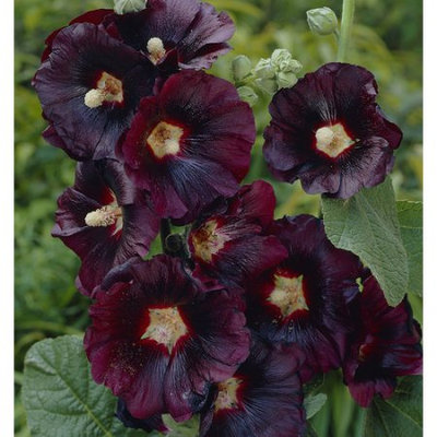 Van Zyverden Hollyhocks Nigra Roots (Pack of 5)