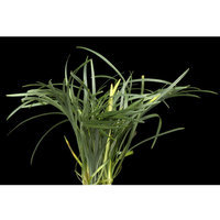 Top Fin® Kyoto size: 8 in, Green