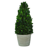 Small Boxwood Tree Green Smith & Hawken