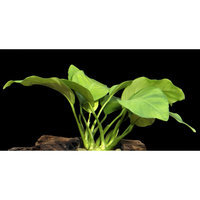 Top Fin® Anubias size: 4 in, Green