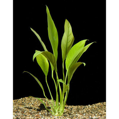 Top Fin® Anubias size: 8 in, Green