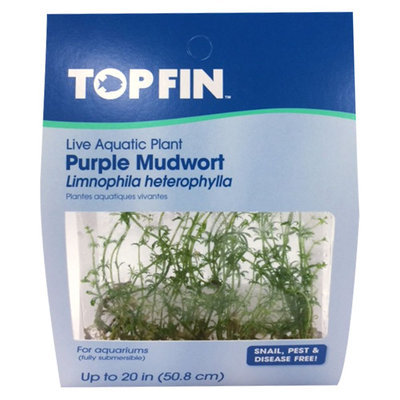 Top Fin® Limnophila Heterophylla, Green