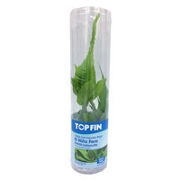 Top Fin® El Nino Fern, Green