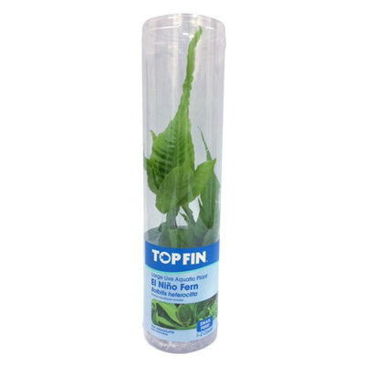 Top Fin® El Nino Fern, Green