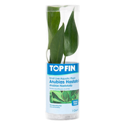 Top Fin® Hastofolia Anubias size: Small