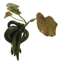 Complete Aquatic Systems Banana Aquarium Plant, Green