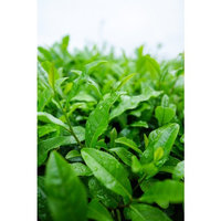 Laminated Poster Japan Matcha Green Tea Japanese Tea Sayama Tea Poster Print 24 x 36