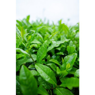 Laminated Poster Japan Matcha Green Tea Japanese Tea Sayama Tea Poster Print 24 x 36