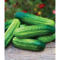 25 Pick A Bushel Hybrid Cucumber,Cucumis sativus,2014 AAS Regional Award Winner!