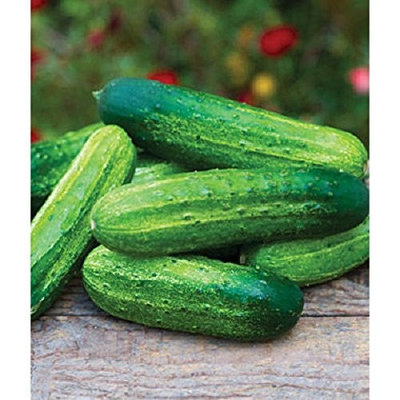 25 Pick A Bushel Hybrid Cucumber,Cucumis sativus,2014 AAS Regional Award Winner!