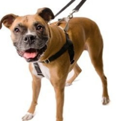 2 Hounds Design Freedom No-Pull Dog Harness Training Package Leash