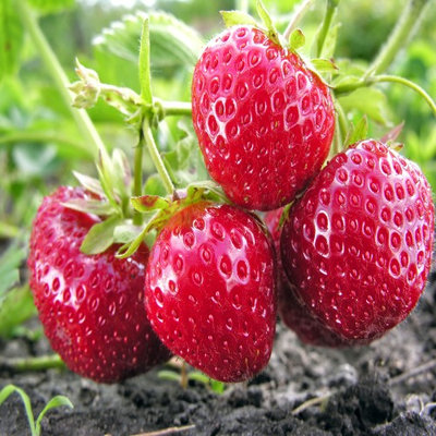 Hand Picked Nursery Ft. Laramie Everbearing 25 Live Strawberry Plants, NON GMO