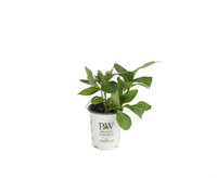 Proven Winners Cityline Mars Bigleaf Hydrangea (Macrophylla) Live Shrub, Blue, Pink and Green Flowers, 4.5 in. Quart