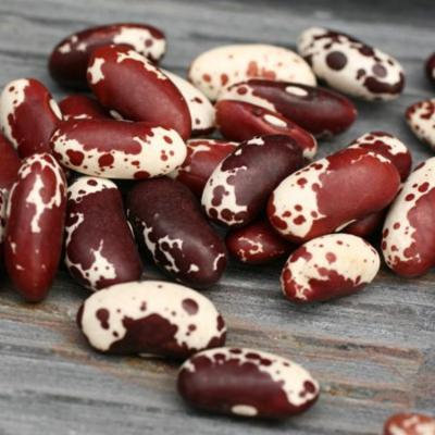 Jacobs Cattle Beans