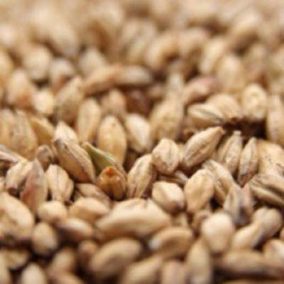 Weyermann Pale Ale Uncrushed Malt - 1 lb. Bag