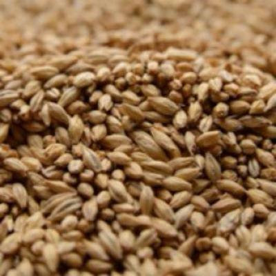 Briess Pilsen Crushed Malt - 10 lb. Bag