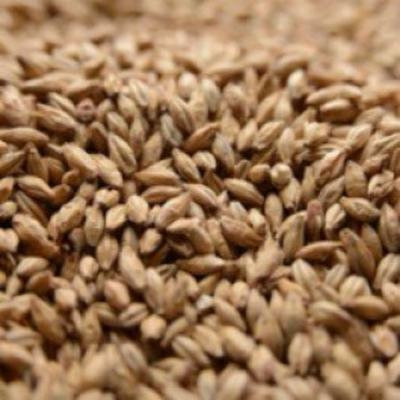 Malting Co. of Ireland Irish Ale Crushed Malt - 1 lb. Bag