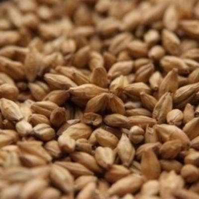 Muntons Lager Malt - 1 LB, Crushed
