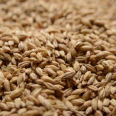 Briess Pale Ale Crushed Malt - 10 lb. Bag