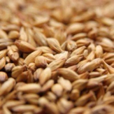 Weyermann Vienna Uncrushed Malt - 5 lb. Bag